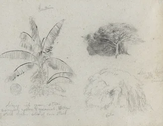 Botanical Sketches, South America